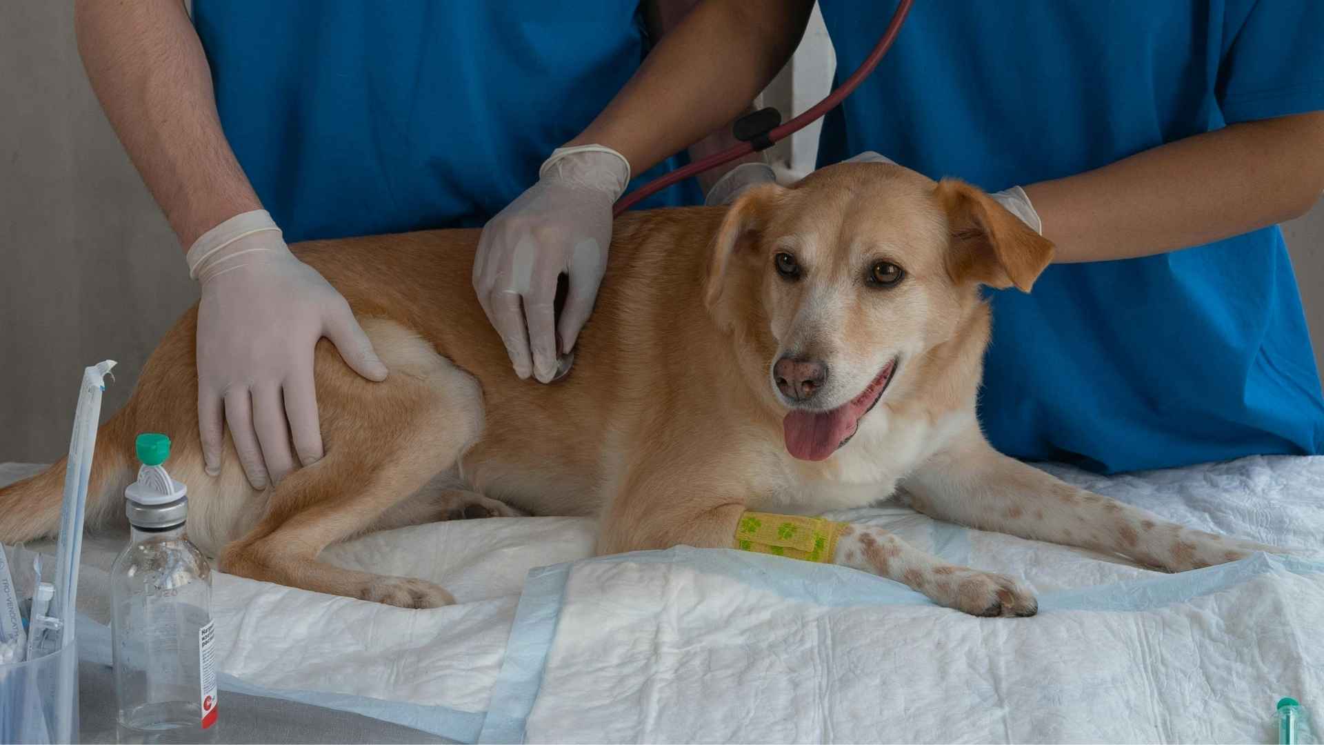 perrito en el veterinario